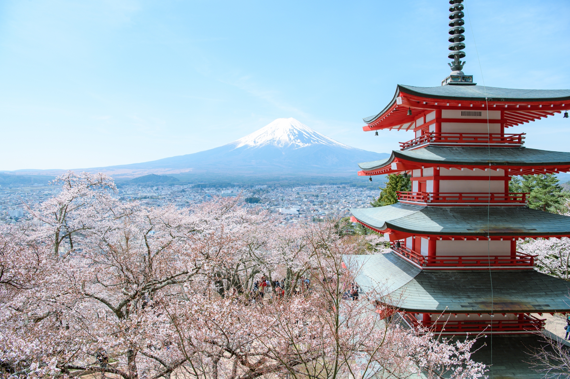 Cherry Blossom Season in Japan
