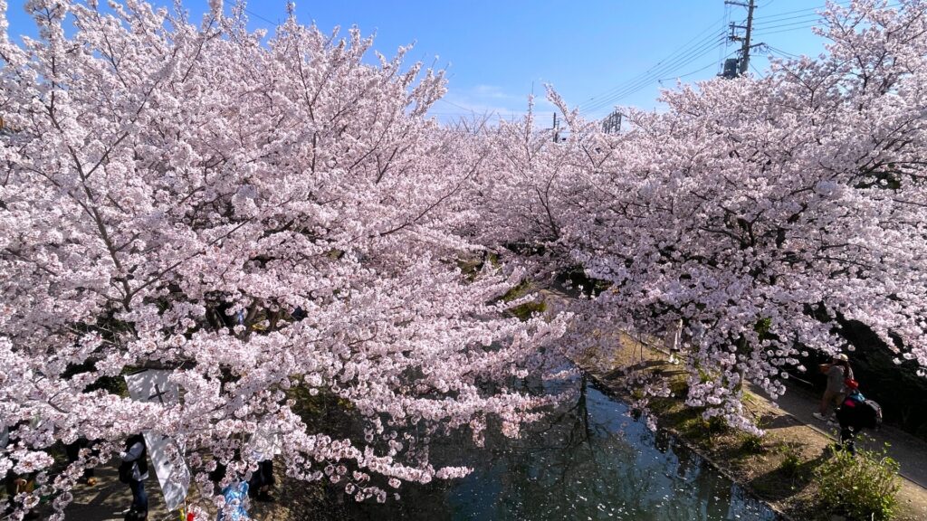 Cherry Blossom Season in Japan