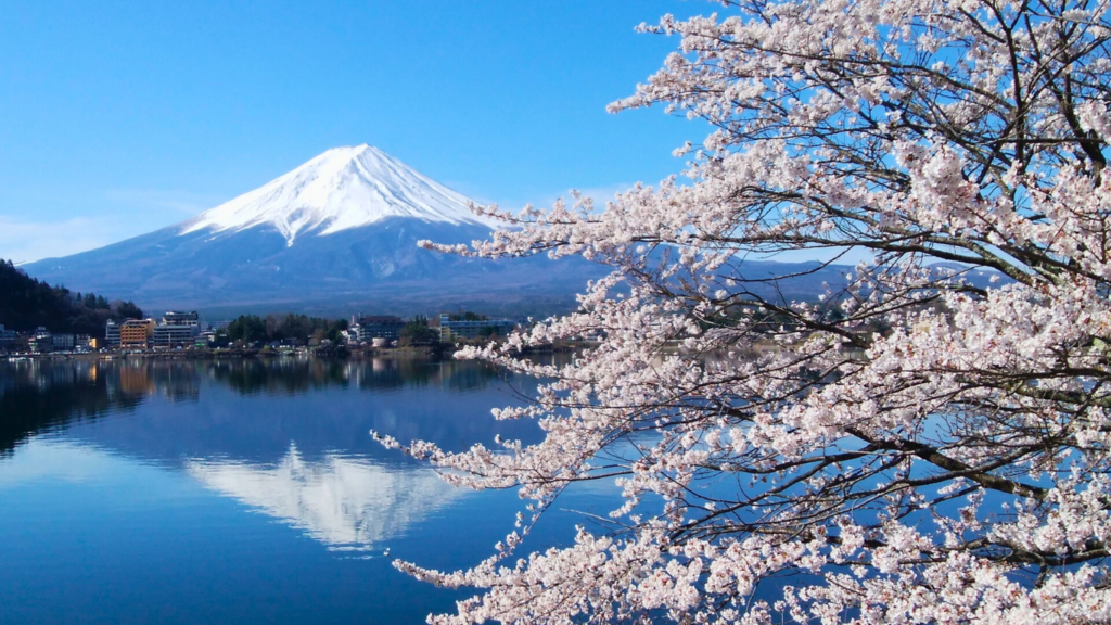 Mount Fuji Cherry Blossoms