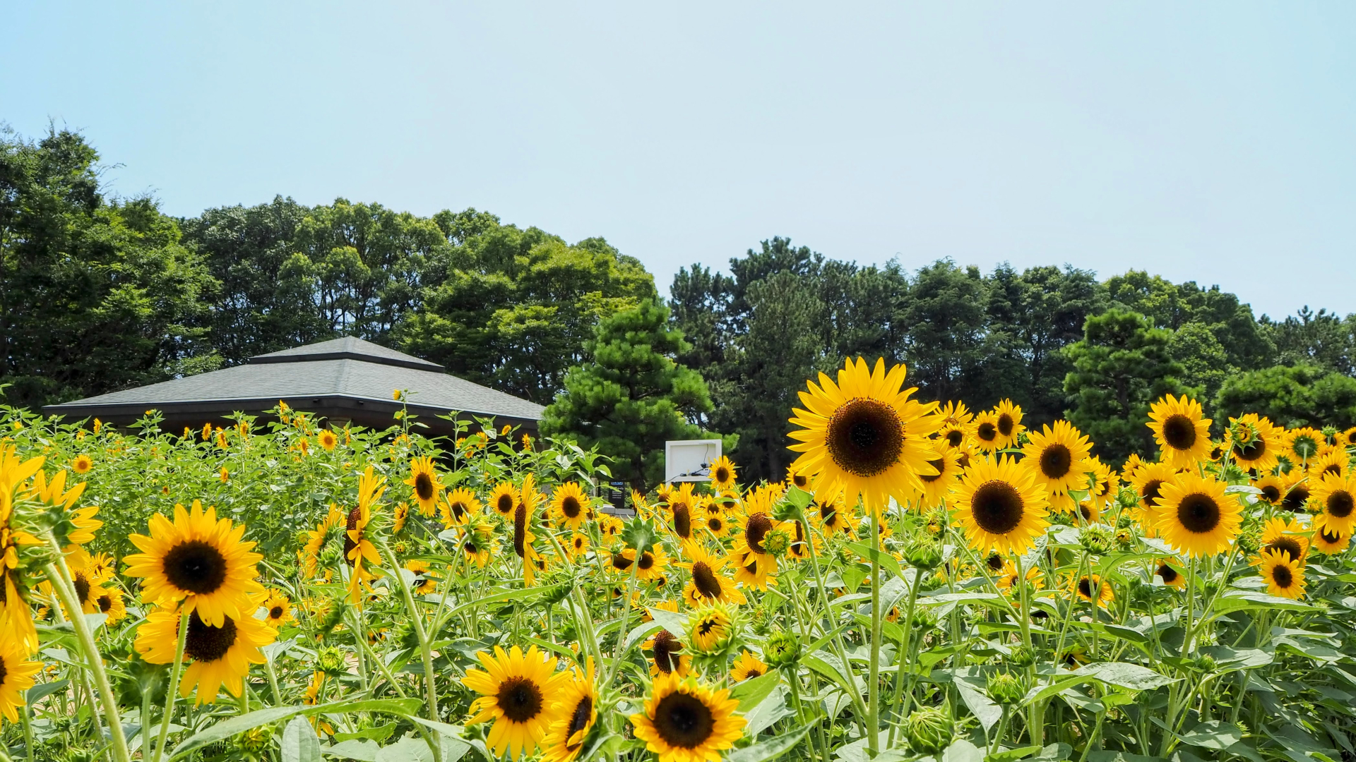 Tokyo Summer Tour Itinerary: 10-Hour Private Tour of Iconic Spots & Cool Escapes 4 23745 1