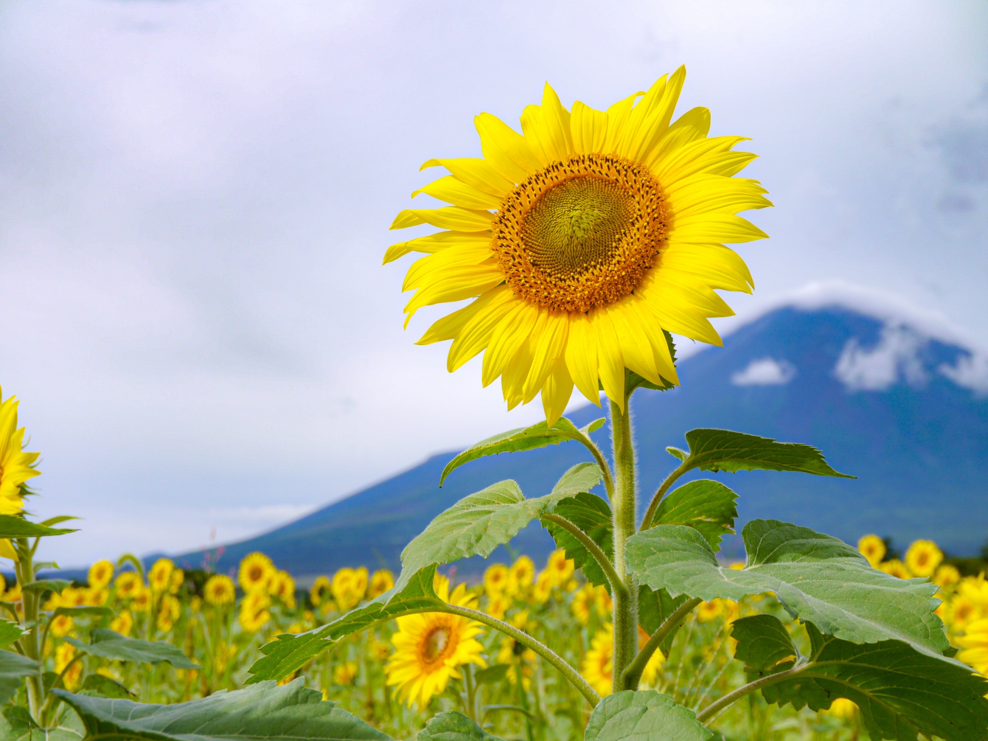 Cool & Scenic Day Trips from Tokyo: 5 Escapes to Beat the Summer Heat 2 3525995 m