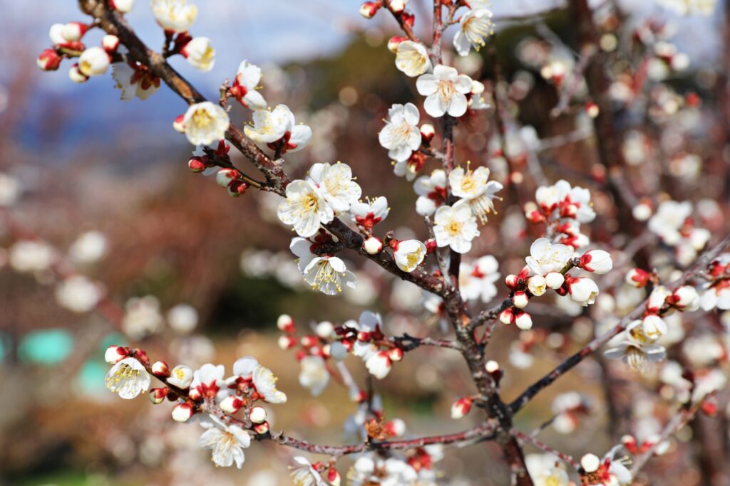 Plum Blossom Season