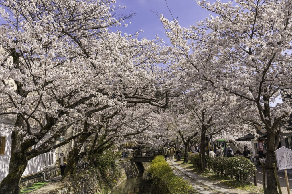 Kyoto in spring