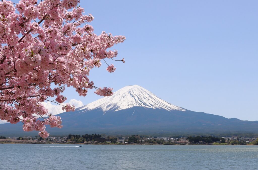 Mt. Fuji and Cherry Blossoms