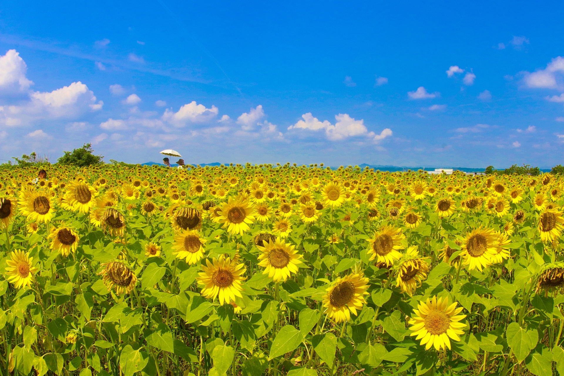 6 Beautiful Places to See Sunflowers in Japan Before Summer Ends 2026 7 22269703 m