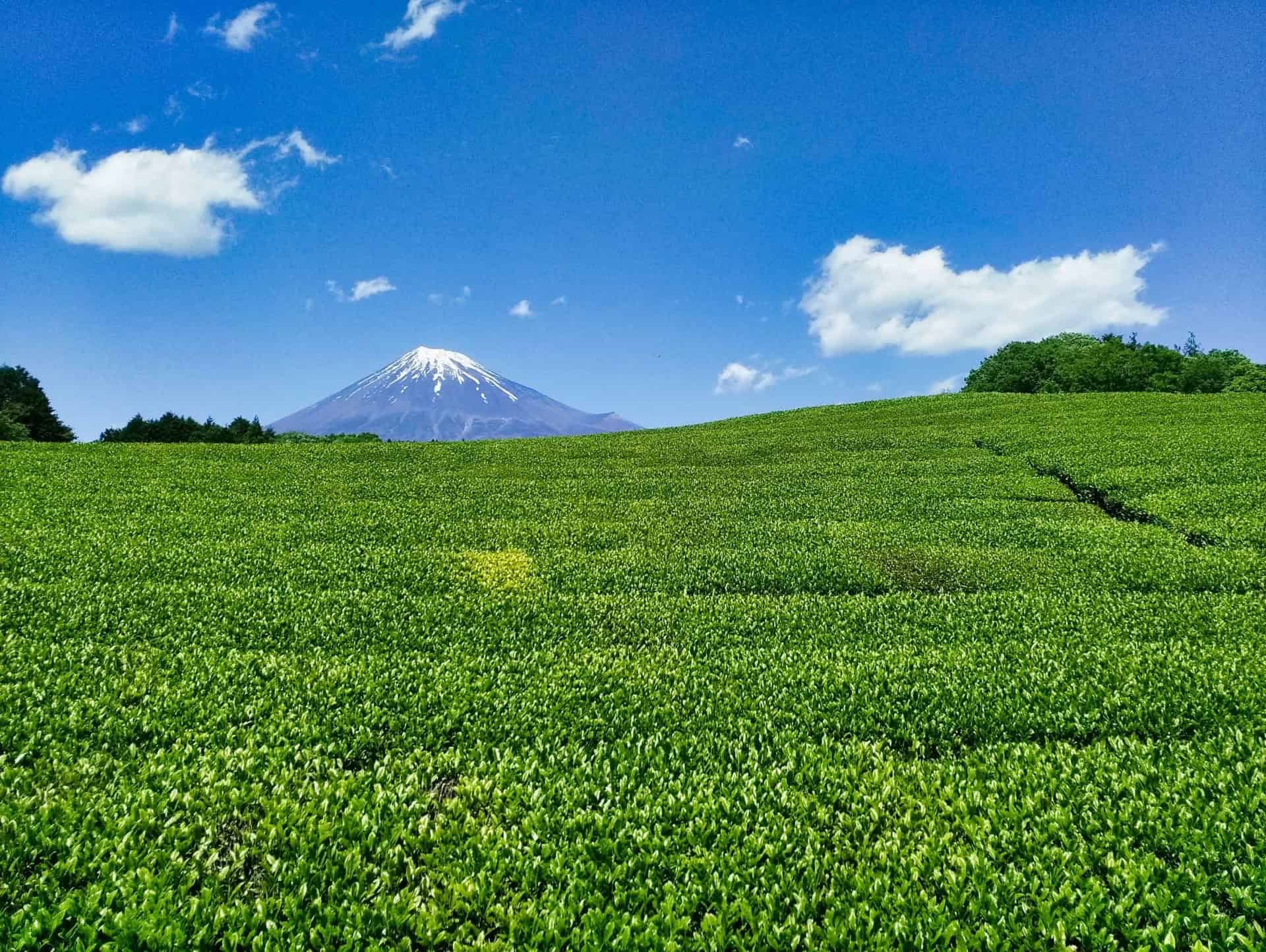 7 Charming Tea Towns in Japan Every Tea Lover Should Visit 7 22481619 m