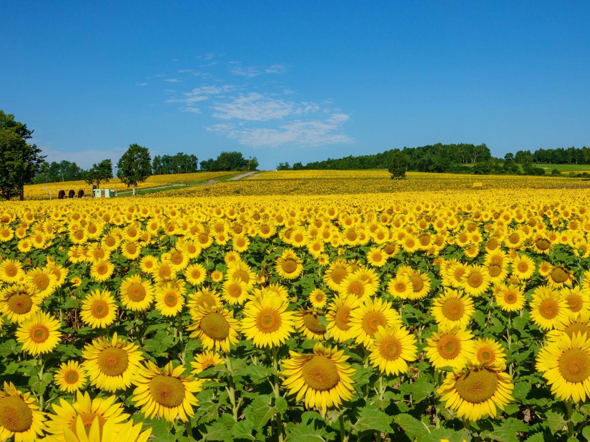 6 Beautiful Places to See Sunflowers in Japan Before Summer Ends 2026 10 24330980 m