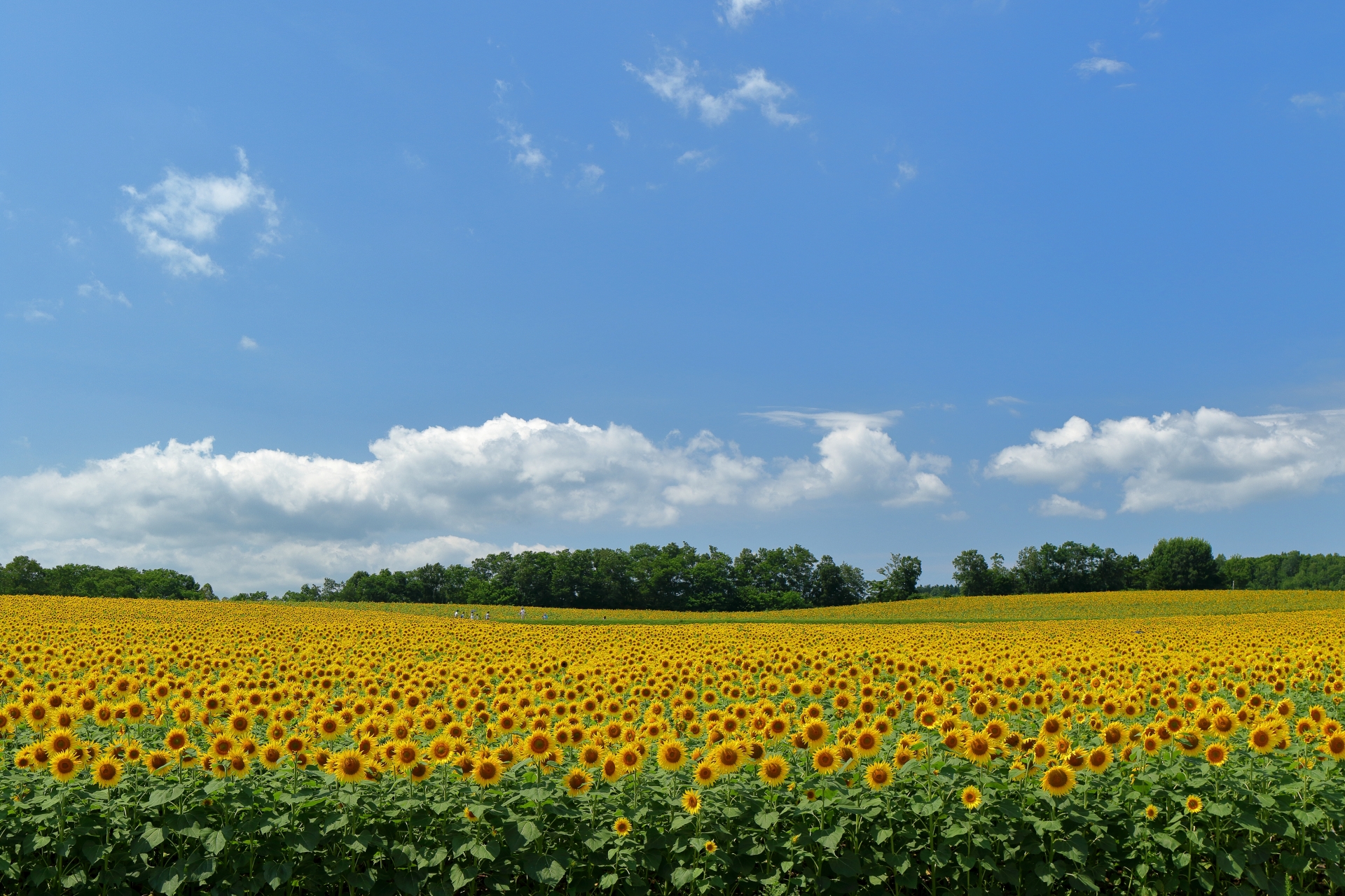 6 Beautiful Places to See Sunflowers in Japan Before Summer Ends 2026 4 27411099 m