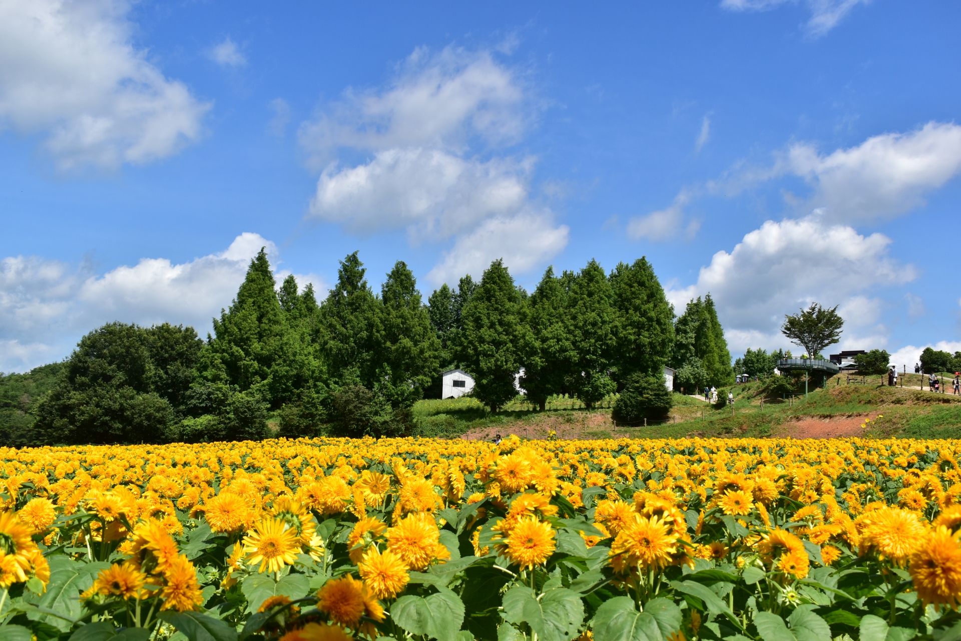 6 Beautiful Places to See Sunflowers in Japan Before Summer Ends 2026 6 27953885 m