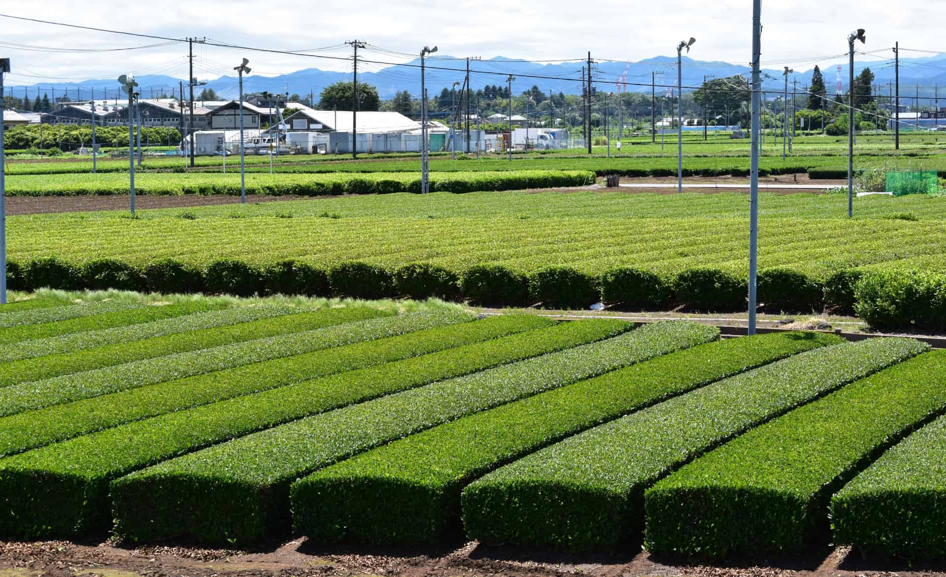 7 Charming Tea Towns in Japan Every Tea Lover Should Visit 8 29964680 m