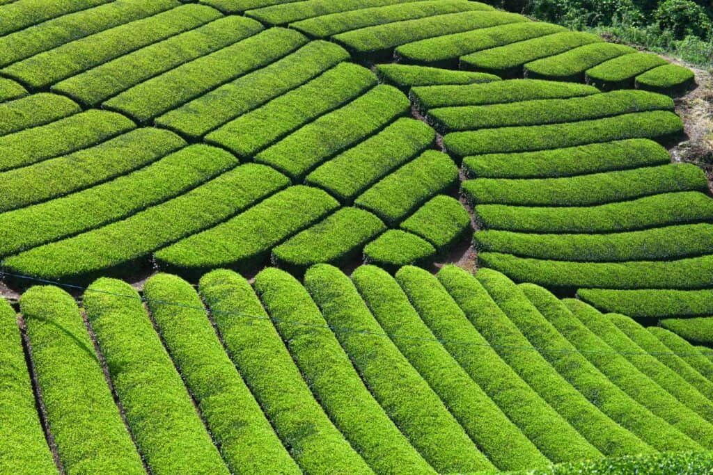 7 Charming Tea Towns in Japan Every Tea Lover Should Visit