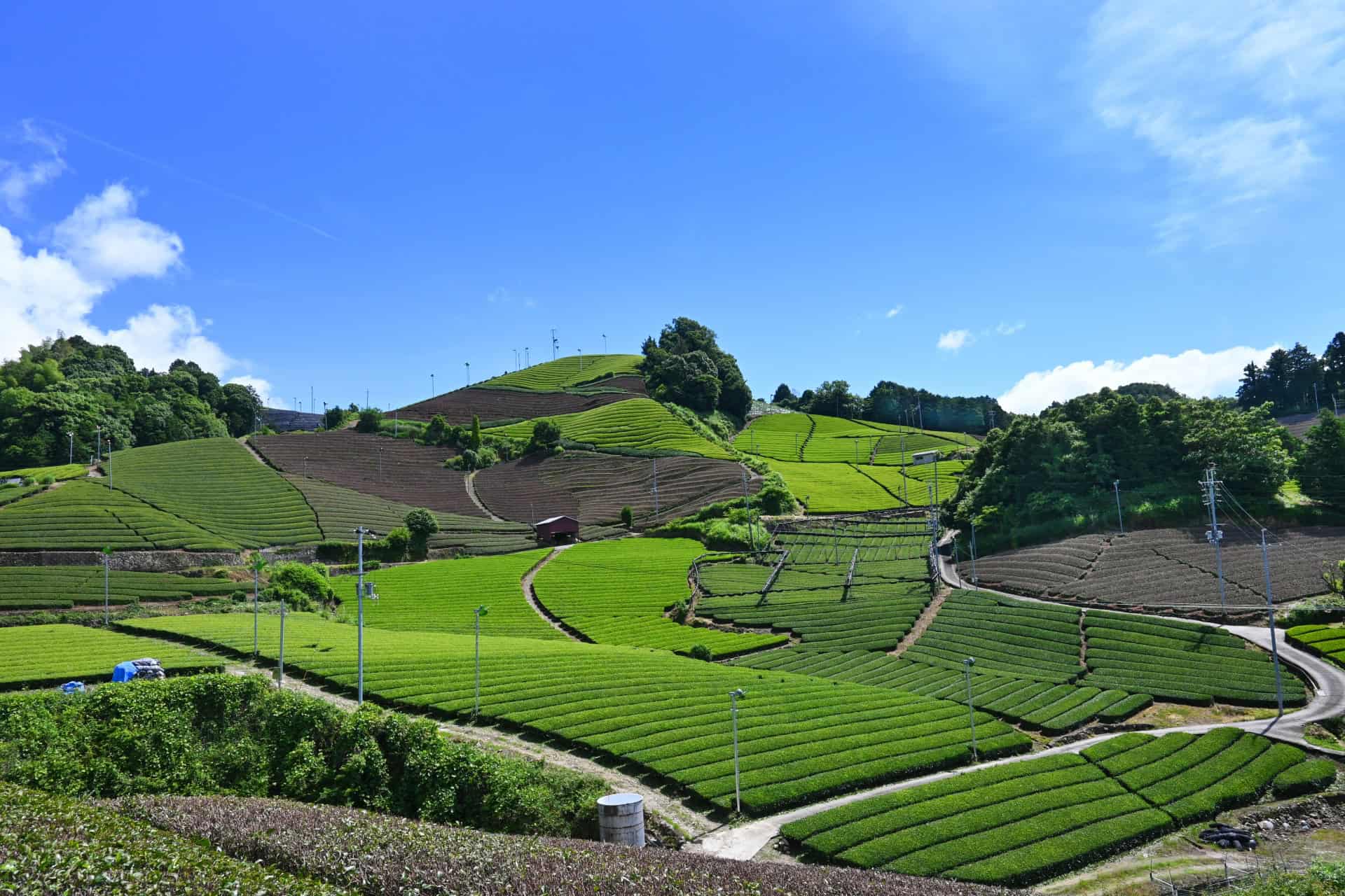 7 Charming Tea Towns in Japan Every Tea Lover Should Visit 5 30748592 m