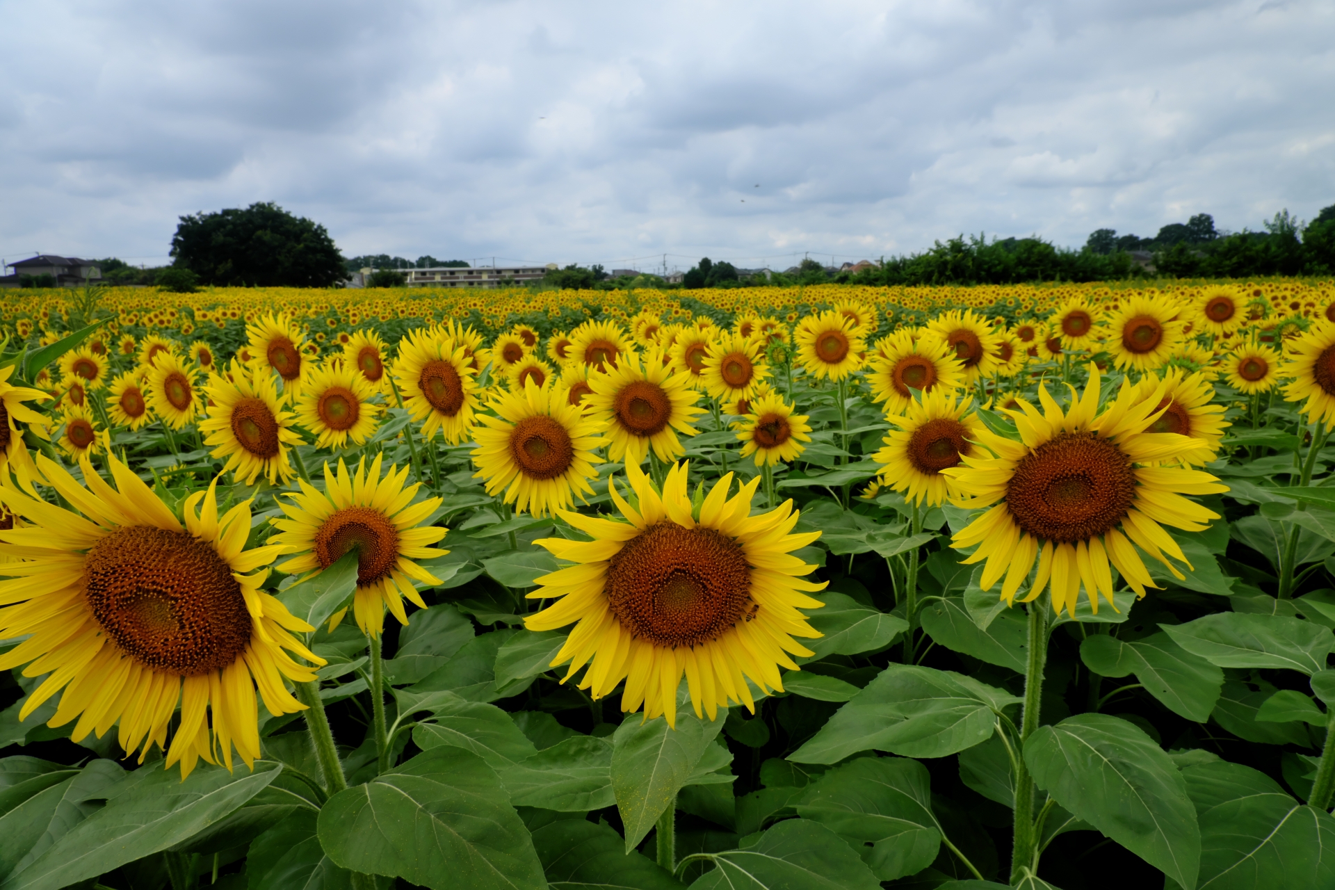 6 Beautiful Places to See Sunflowers in Japan Before Summer Ends 2026 5 31687656 m