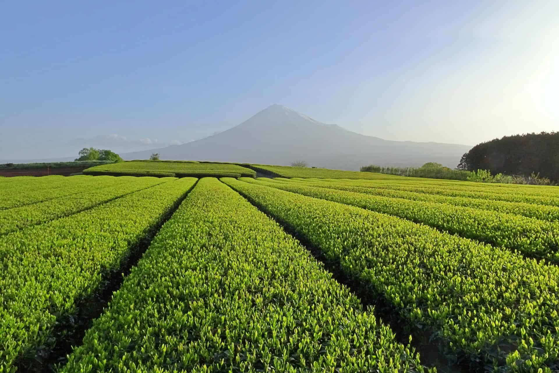 7 Charming Tea Towns in Japan Every Tea Lover Should Visit 6 31936366 m