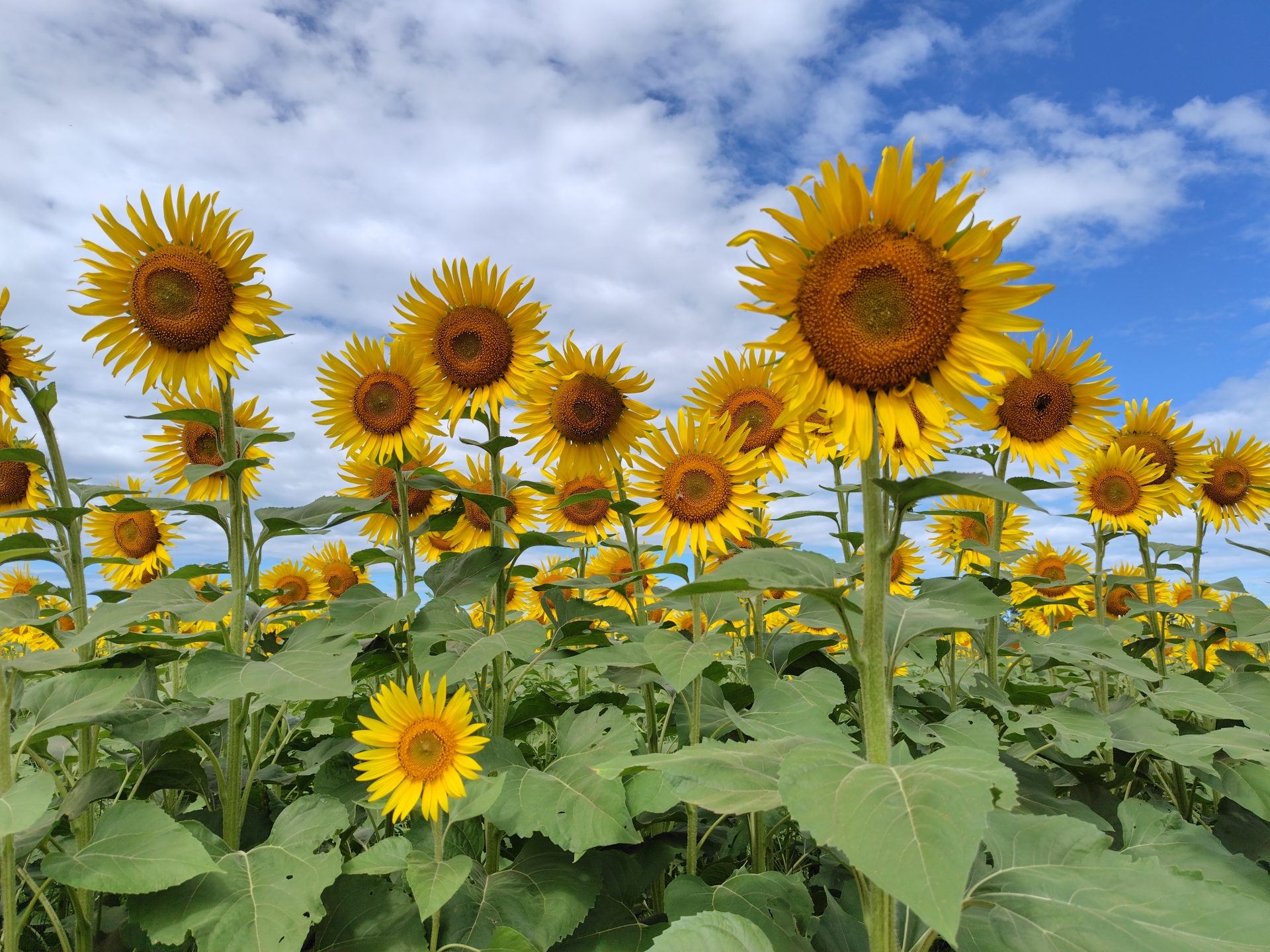 6 Beautiful Places to See Sunflowers in Japan Before Summer Ends 2026 9 33659877 m