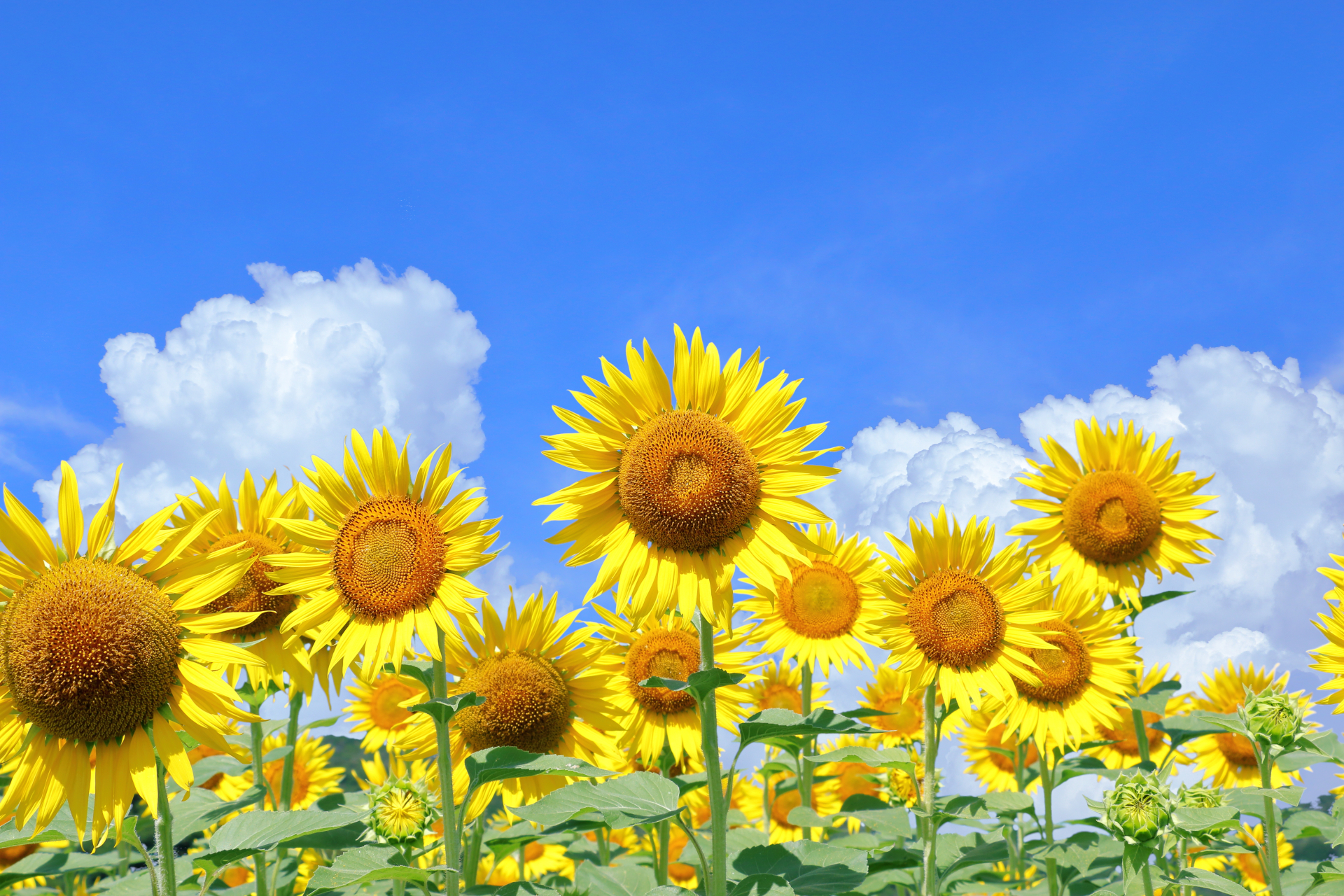 6 Beautiful Places to See Sunflowers in Japan Before Summer Ends 2026 3 34717775 m
