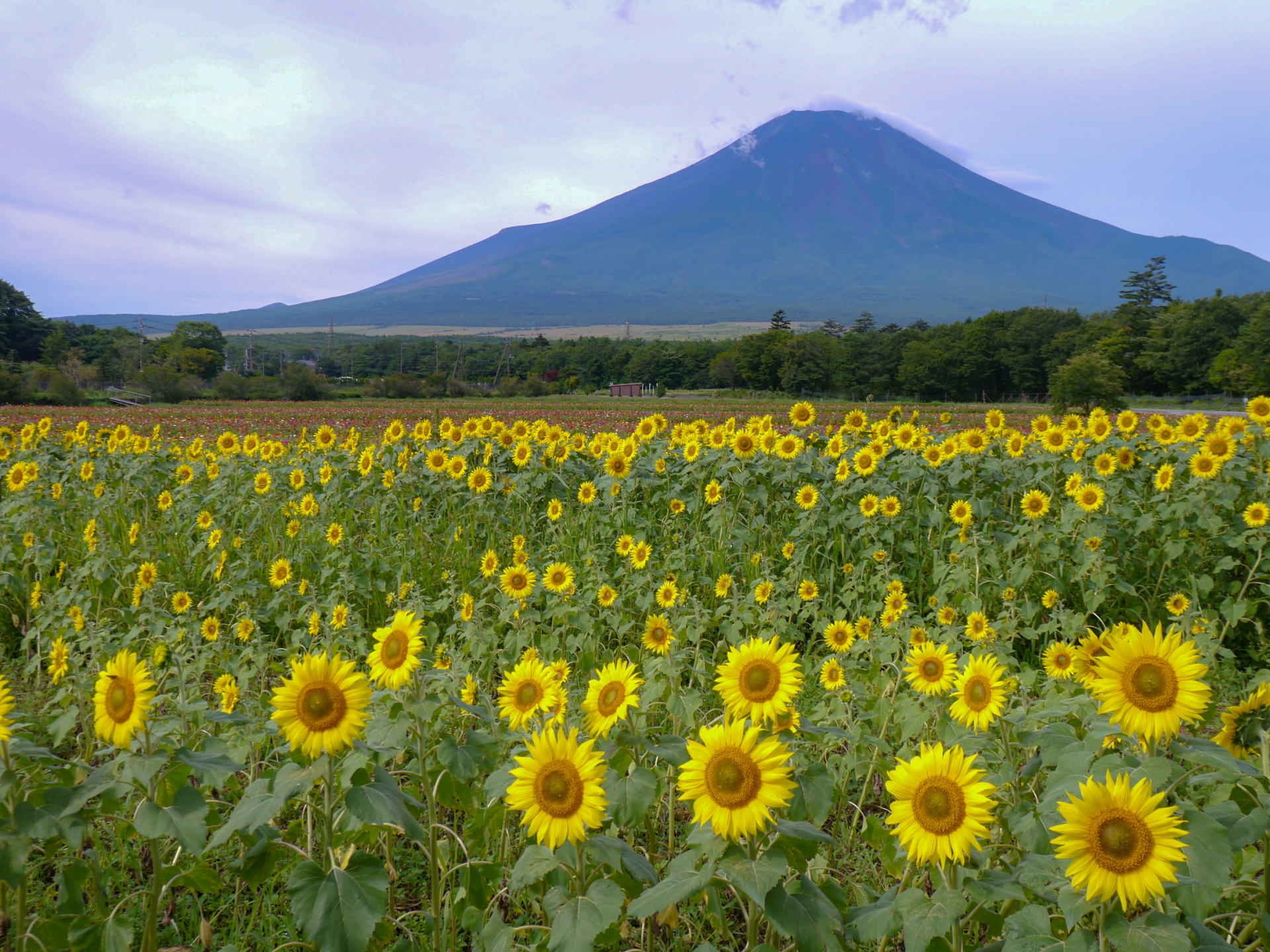 6 Beautiful Places to See Sunflowers in Japan Before Summer Ends 2026 8 3525992 m 1