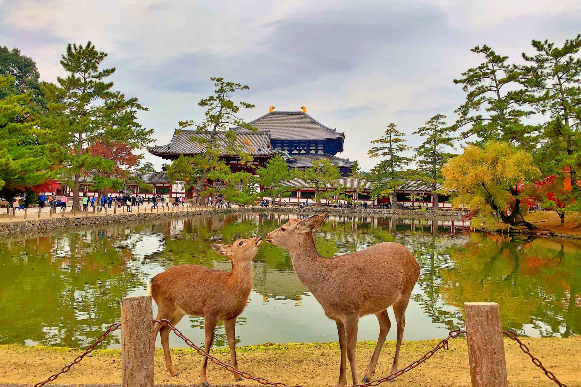 Nara Day Trip from Kyoto or Osaka: Deer, Temples & Traditional Japan 3 3904413 m