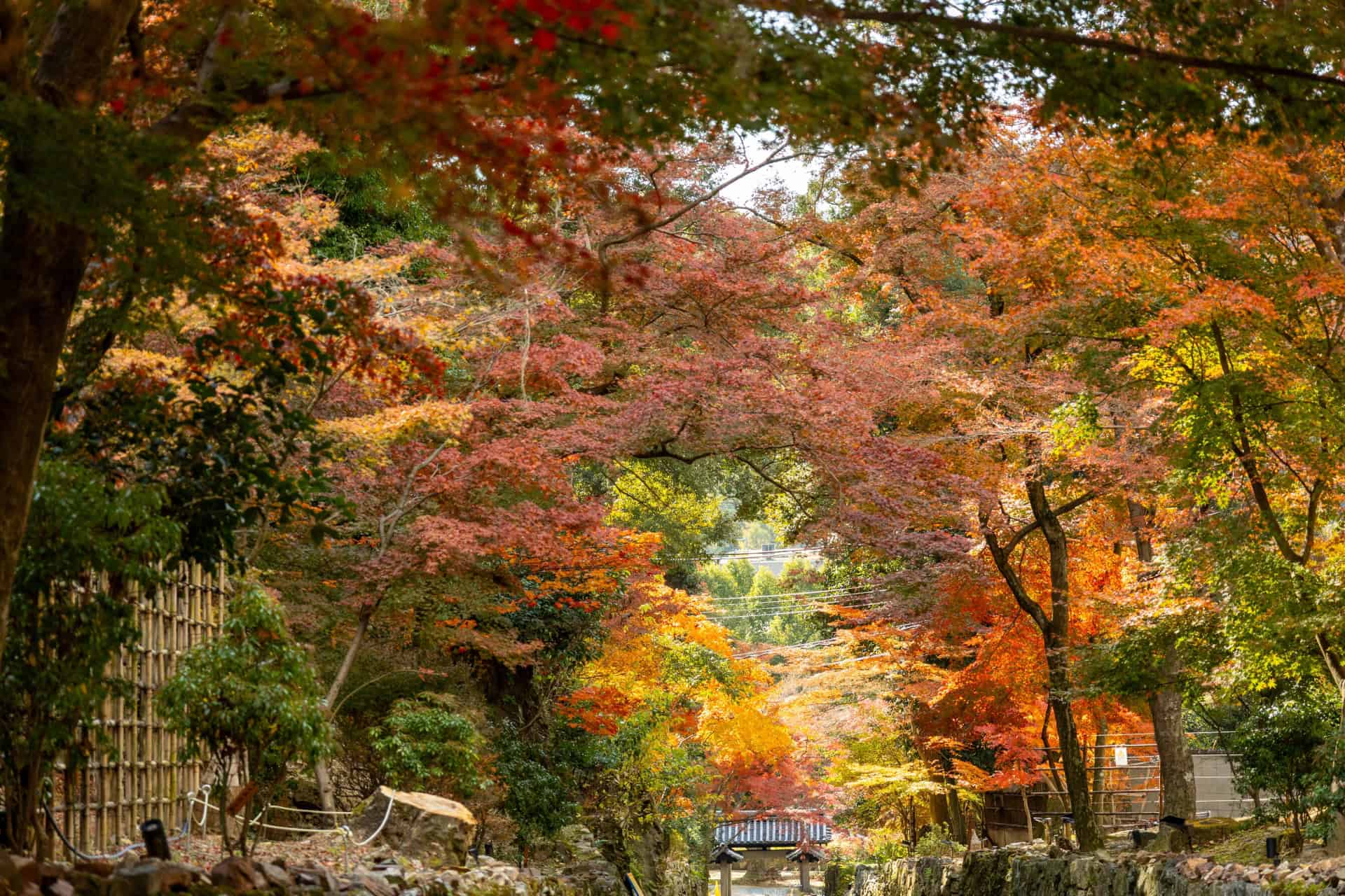 7 Beautiful Autumn Day Trips from Osaka & Kyoto 7 33516252 m
