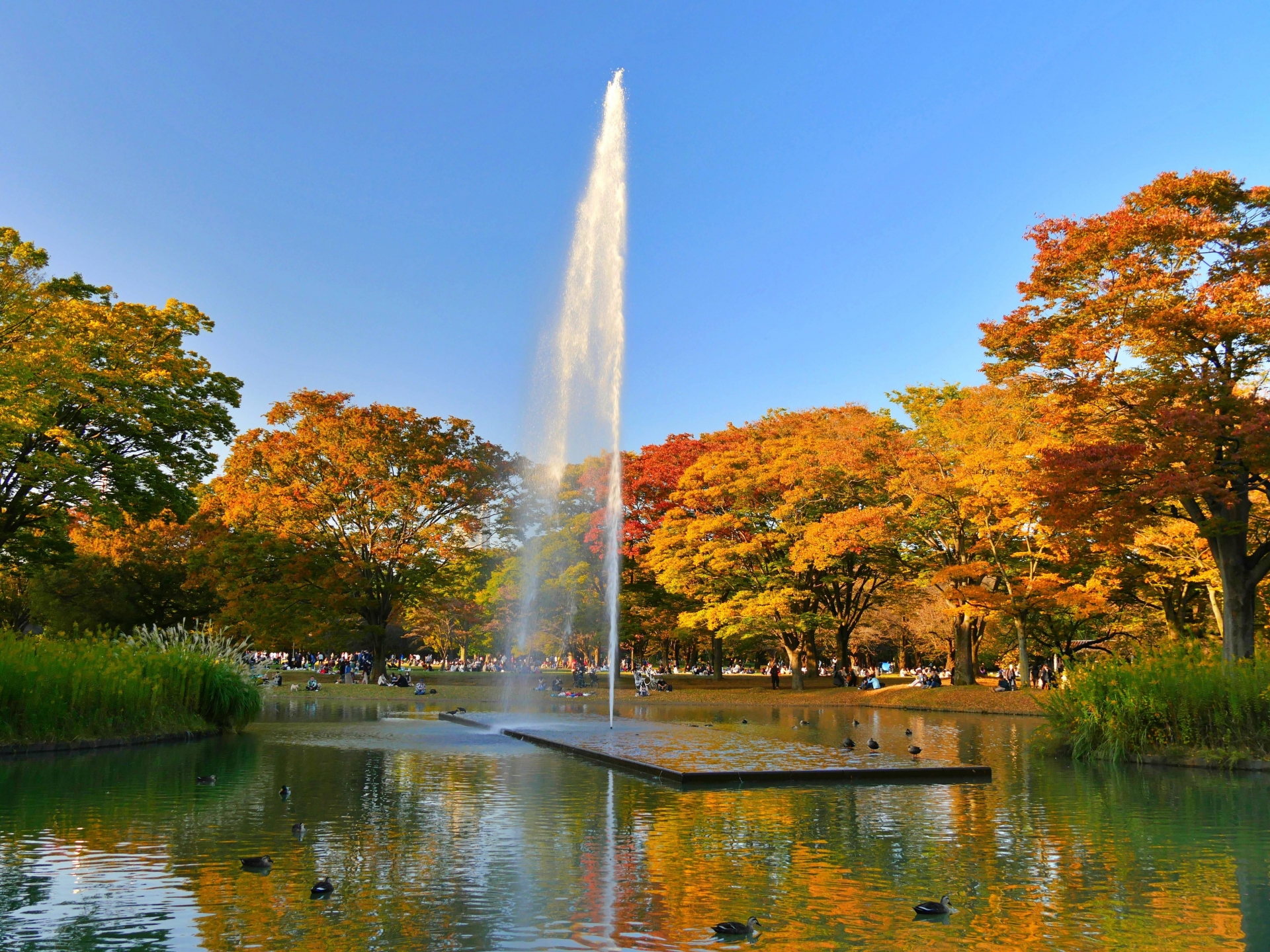 7 Beautiful Autumn Foliage Spots in Tokyo to Add to Your Tokyo Itinerary 9 4130408 m 1
